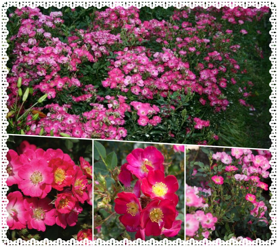 Lupo róże miniaturowe